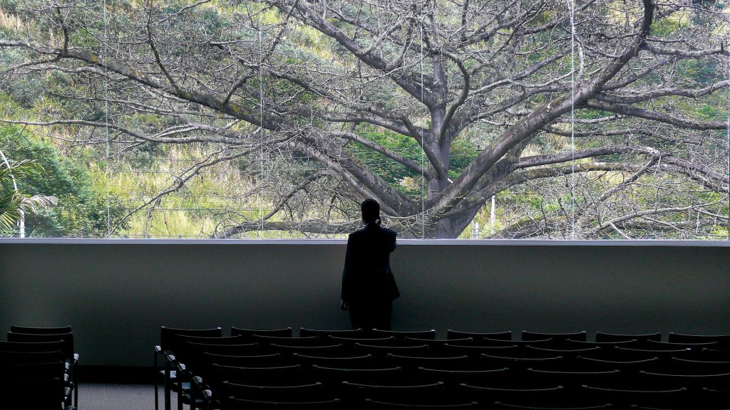 La ceiba, fotografía digital, Hotel Spiwak, Cali, Colombia, 2011.