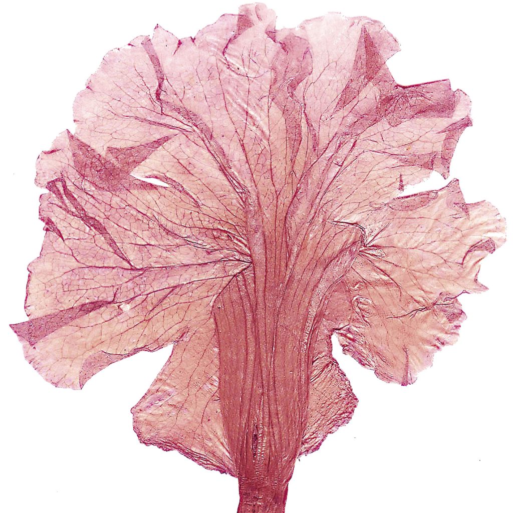 Amapola de Adriano I, de la serie, flores, fotografía digital, 2010.
